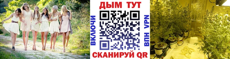 Купить где  Суровикино  Марихуана сатива 